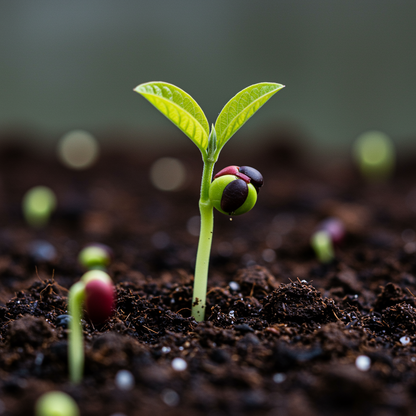 Thai Maroon Guava Seeds – Exotic Red-Skinned Tropical Fruit Seeds