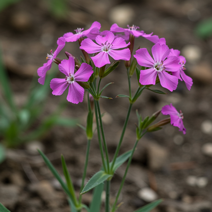 Silene viscaria Flower Seeds – Sticky Catchfly for Planting