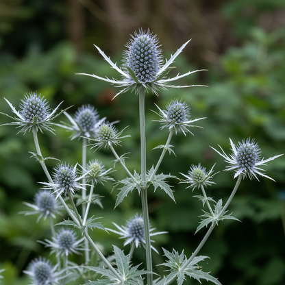 Eryngium giganteum Miss Willmott’s Ghost Seeds for Planting