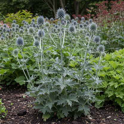Eryngium giganteum Miss Willmott’s Ghost Seeds for Planting