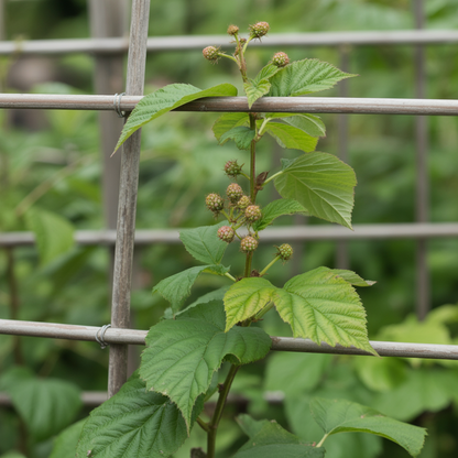 Boysenberry Seeds for Planting – Sweet Tart Berry Fruit Plant Seeds