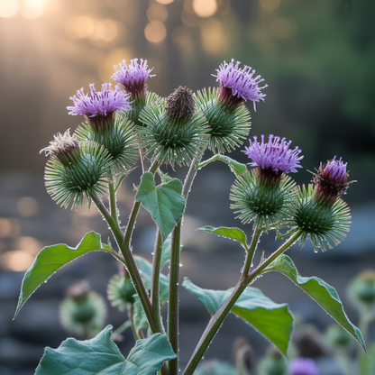 Burdock Arctium Lappa Seeds - Heirloom Burdock Seeds for Home Garden