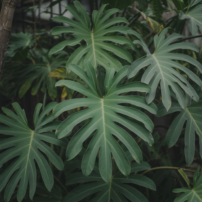 Abelmoschus Manihot Flower Seeds - Tropical Flower Seeds for Garden