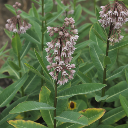 Common Milkweed Flower Seeds - Milkweed Flower Seeds for Garden