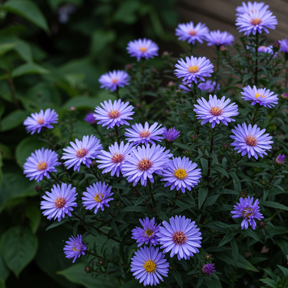 Aster Duchess Blue Ice Seeds for Planting