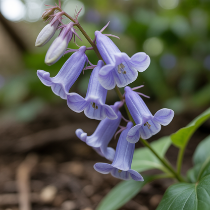 Australian Climbing Bluebell Seeds for Planting