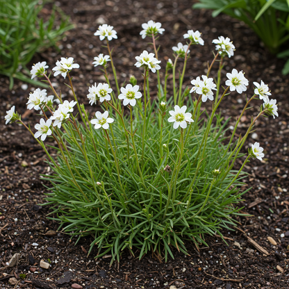 Armeria maritima Morning Star White Seeds – Coastal Thrift Perennial for Planting