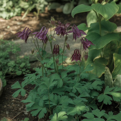 Aquilegia atrata Seeds – Perennial Columbine for Planting