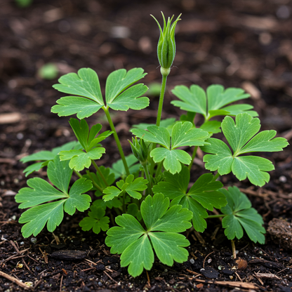 Aquilegia Mixed Species Flower Seeds – Columbine for Planting