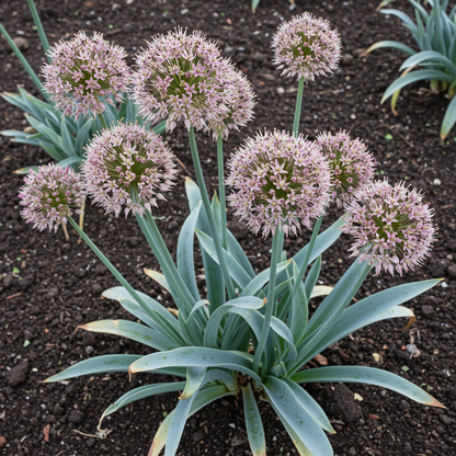 Allium karataviense Flower Seeds – Ornamental Perennial for Planting