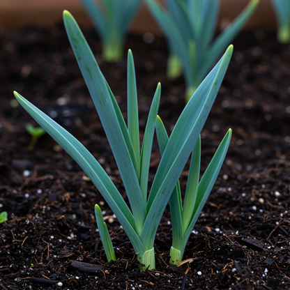 Allium karataviense Flower Seeds – Ornamental Perennial for Planting
