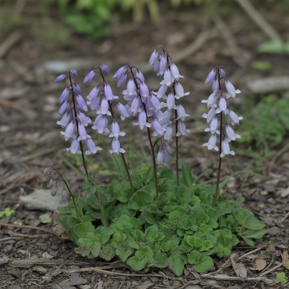 Adenophora liliifolia Flower Seeds – Bell-Shaped Perennial for Planting