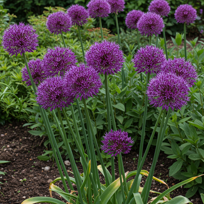 Allium hollandicum Purple Flower Seeds – Globe-Shaped Perennial for Planting