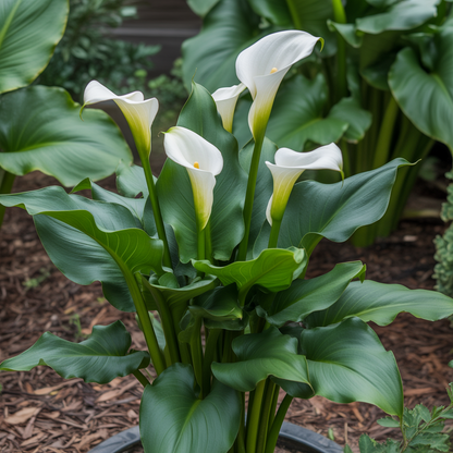 Calla Lily Bulbs – Timeless Beauty (Zantedeschia)
