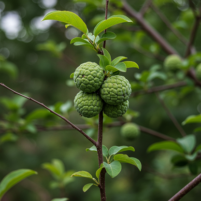 Sugar Apple Seeds for Planting – Sweet Exotic Tropical Fruit Tree