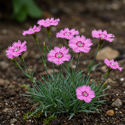 Dianthus monspessulanus Flower Seeds – Alpine Perennial for Planting