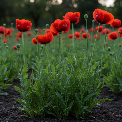 Papaver spicatum Flower Seeds – Perennial for Planting