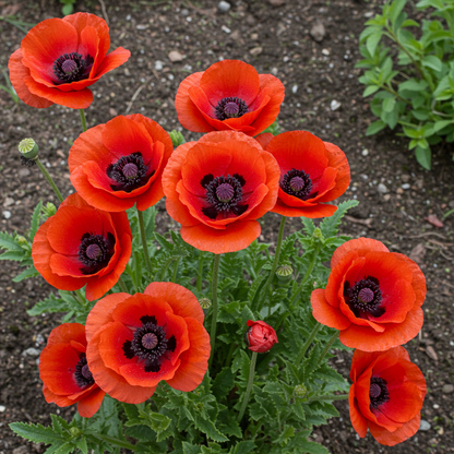 Papaver spicatum Flower Seeds – Perennial for Planting
