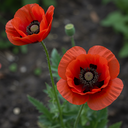 Papaver spicatum Flower Seeds – Perennial for Planting
