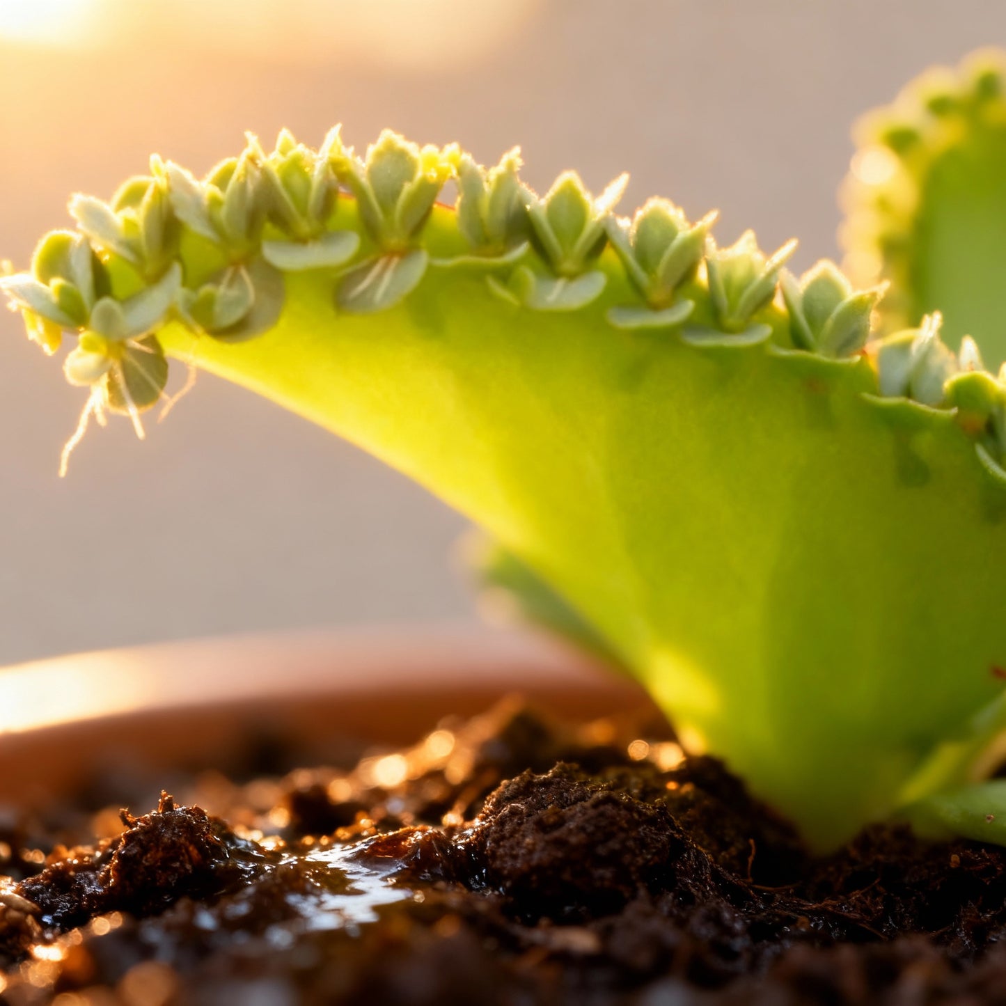 Bryophyllum Pinnatum Seeds for Planting - Kalanchoe pinnata