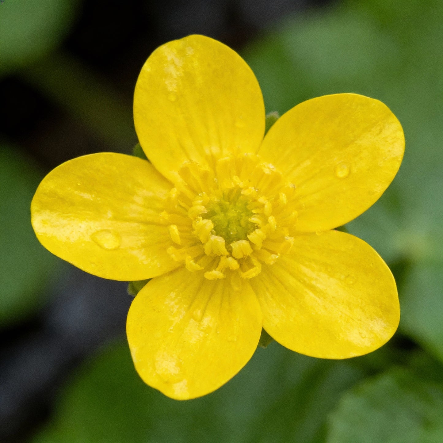 Swamp Marigold Seeds for Planting