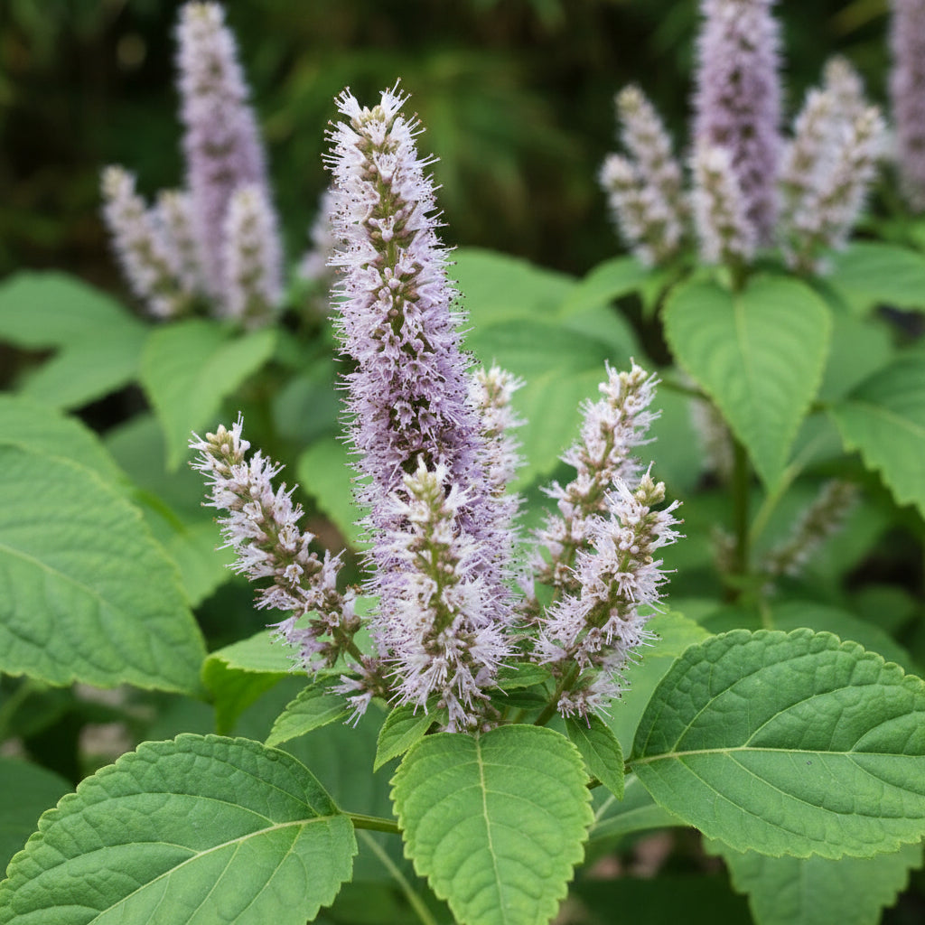 Patchouli Seeds for Planting - Pogostemon cablin