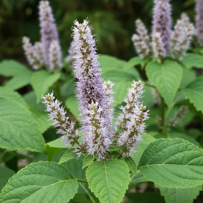 Patchouli Seeds for Planting - Pogostemon cablin