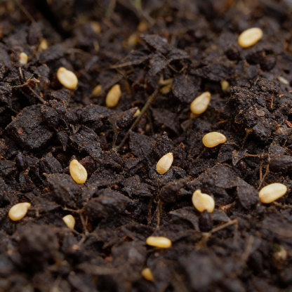 Ornamental Chili Choice Mixed Seeds for Gardening