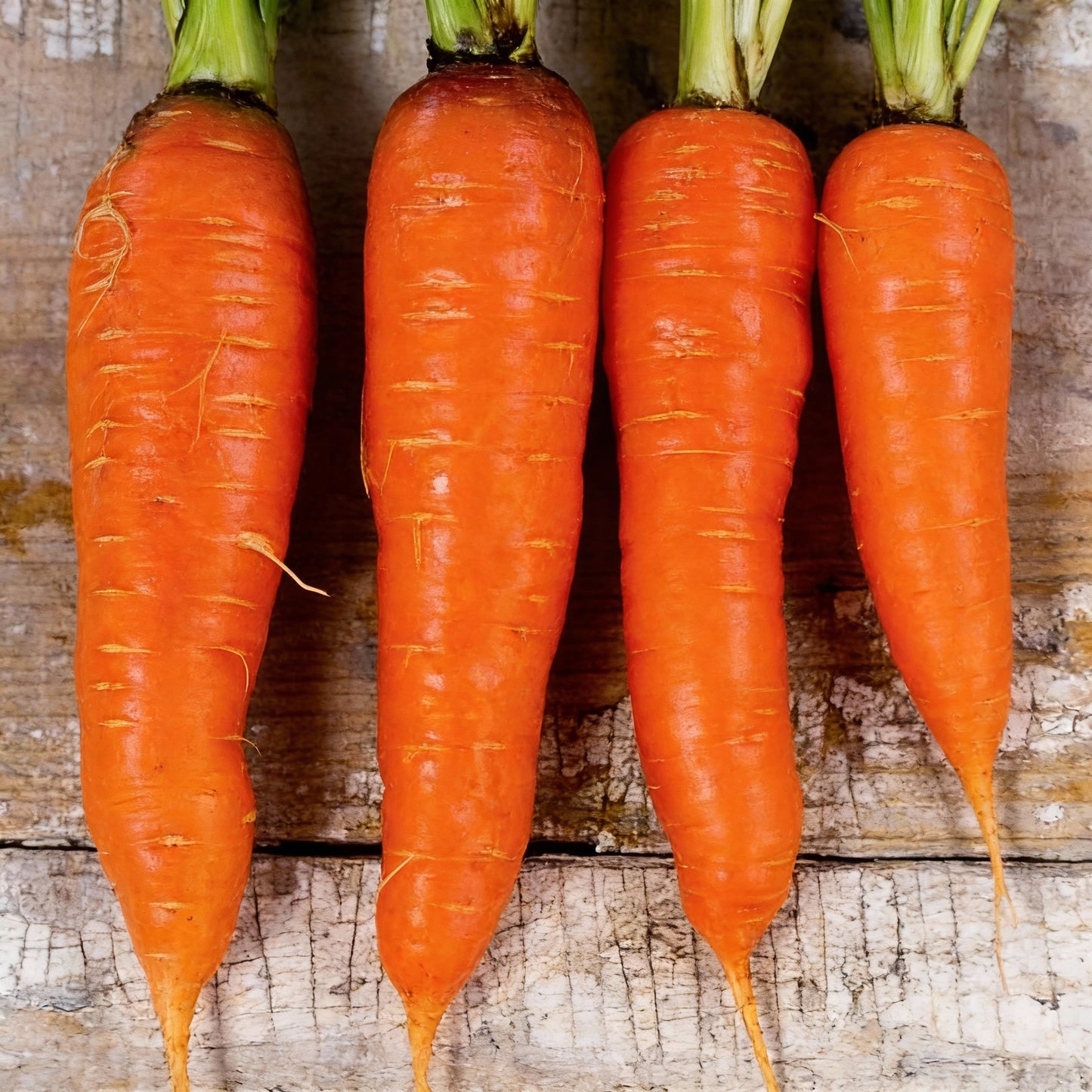 Shin Kuroda Carrot Seeds - Heirloom Sweet Carrot Seeds for Home Garden
