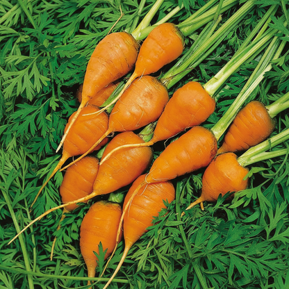 Royal Chantenay Carrot Seeds - Heirloom Sweet Crisp Carrot Seeds for Home Garden