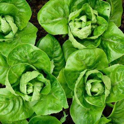 Little Gem Lettuce Seeds – Compact Sweet & Crisp Variety