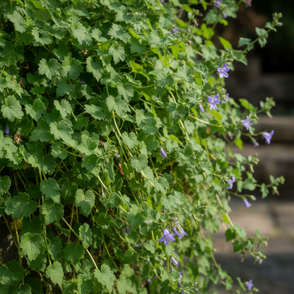 Campanula Poscharskyana Seeds for Garden Planting