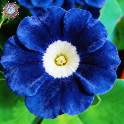Blue Petunia Seeds for Planting – True Blue Flowering Variety