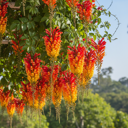 Firecracker Vine Flower Seeds - Mina lobata Spanish Flag