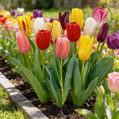 Tulip Flower Seeds for Planting
