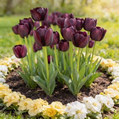 Tulip Queen of the Night Flower Seeds for Planting