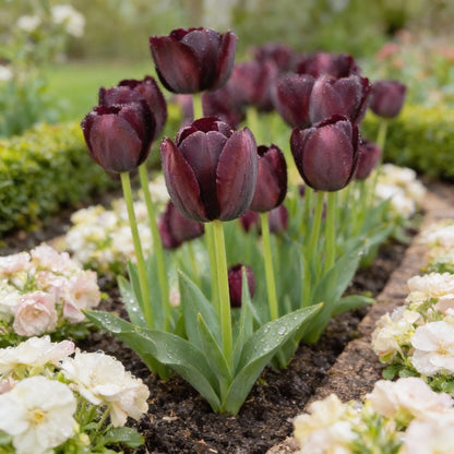 Tulip Queen of the Night Flower Seeds for Planting