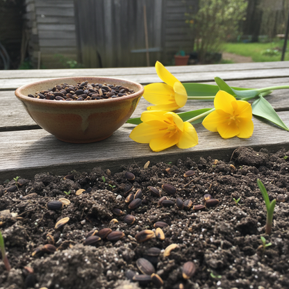 Tulip Sylvestris Flower Seeds - Wild Tulip Flower Seeds for Garden