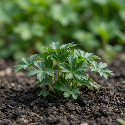 Mixed Astrantia Flower Seeds for Planting