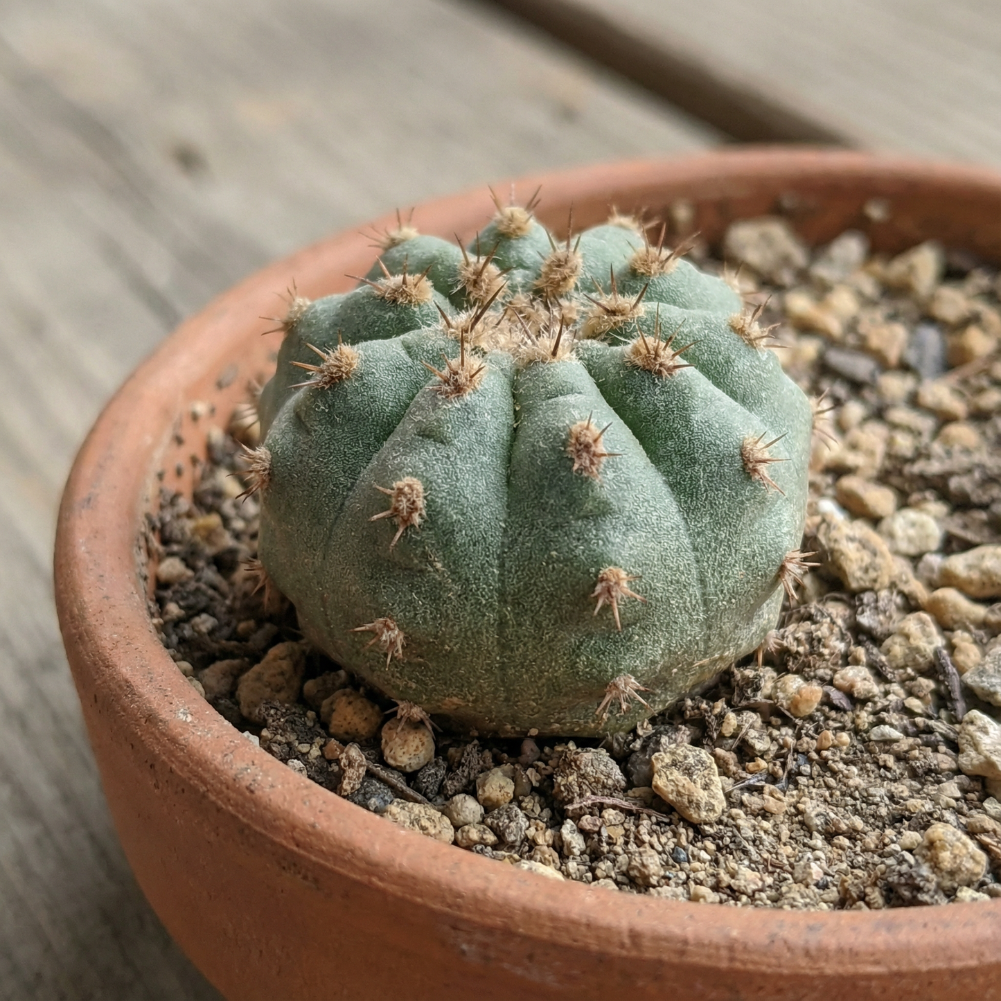 Copiapoa Flower Seeds for Planting – Cactus Seeds
