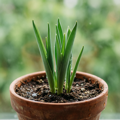 Tulip Flower Seeds for Planting – Perennial Potted Plants