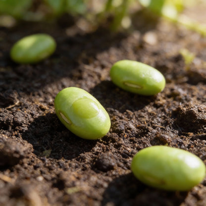 Tiger’s Eye Bean Seeds