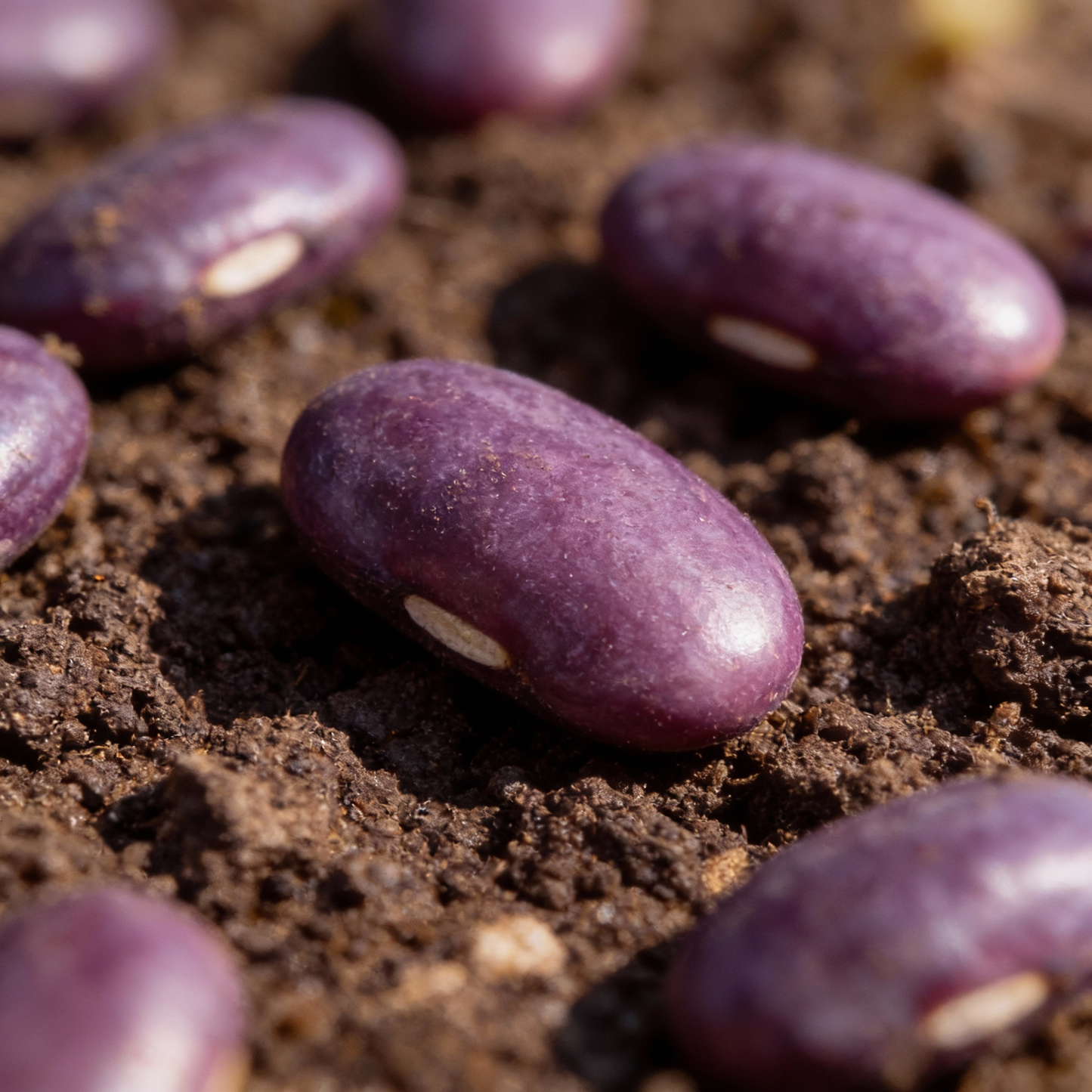 Royal Burgundy Seeds – Premium Quality Vegetable Seeds