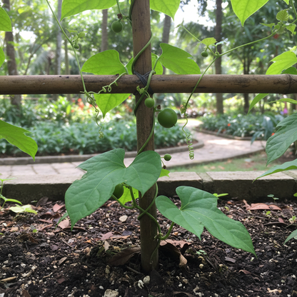 Monk Fruit Seeds (Luo Han Guo) – Exotic Sweet Fruit Seeds for Planting