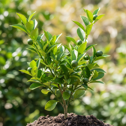 Sweet Kumquat Seeds for Planting