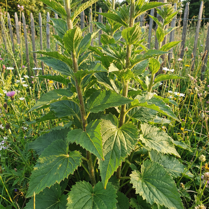 Bellflower Nettle-Leaved Flower Seeds for Planting – Hardy Perennial Blooms for Cottage & Pollinator Gardens