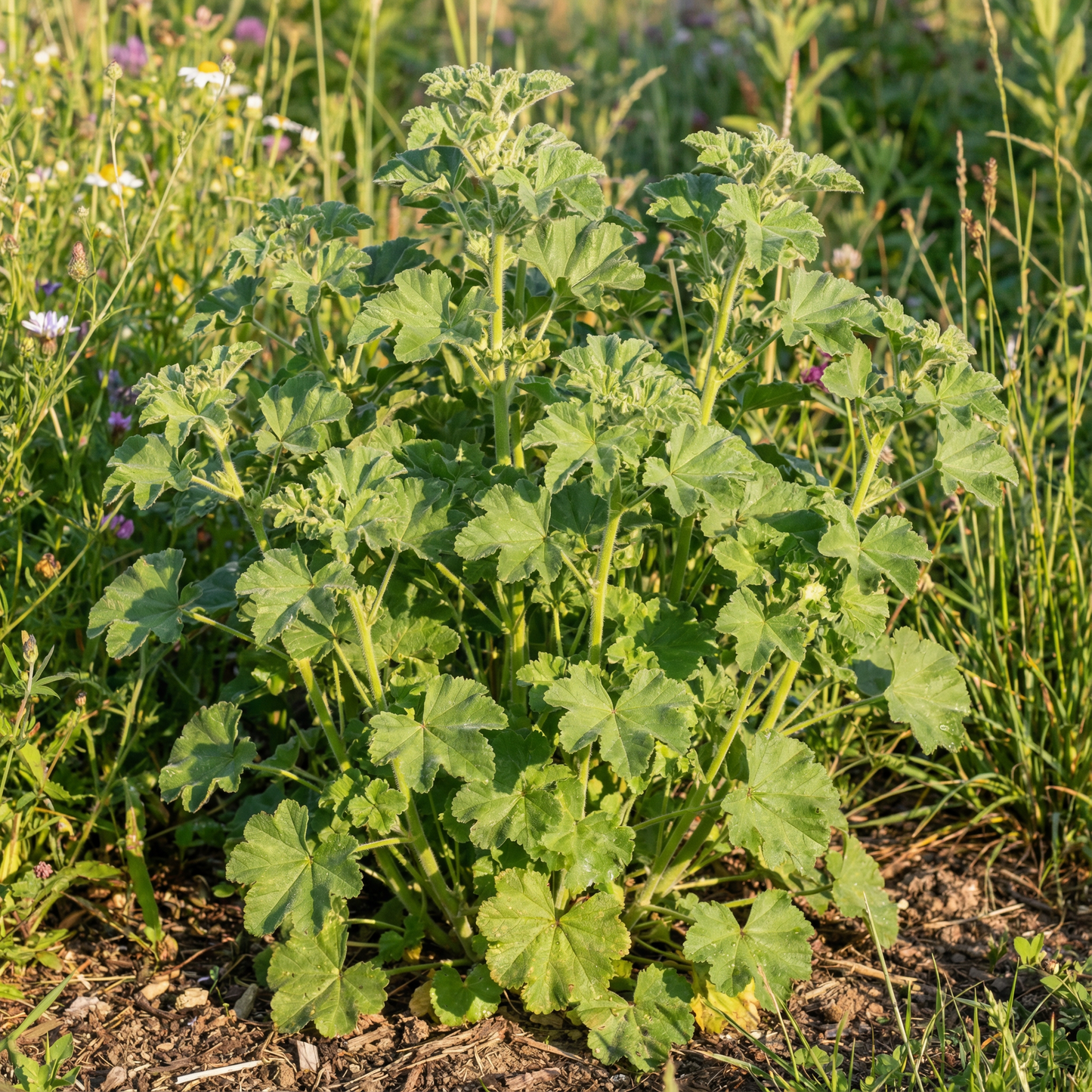 Mallow Musk Flower Seeds for Planting – Fragrant Perennial Wildflower for Elegant Garden Blooms