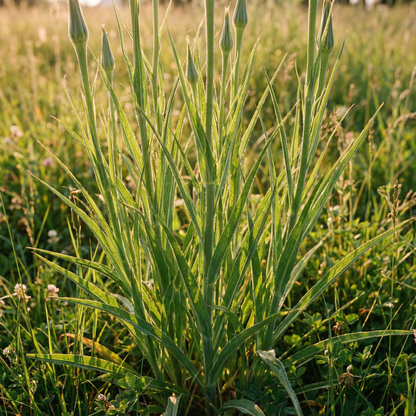 Tragopogon pratensis Wildflower Seeds for Planting – Meadow Salsify Perennial Garden Flower