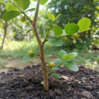 Mustard Salt Brush Tree Seeds – Hardy Drought-Tolerant Tree Seeds (100 pcs)