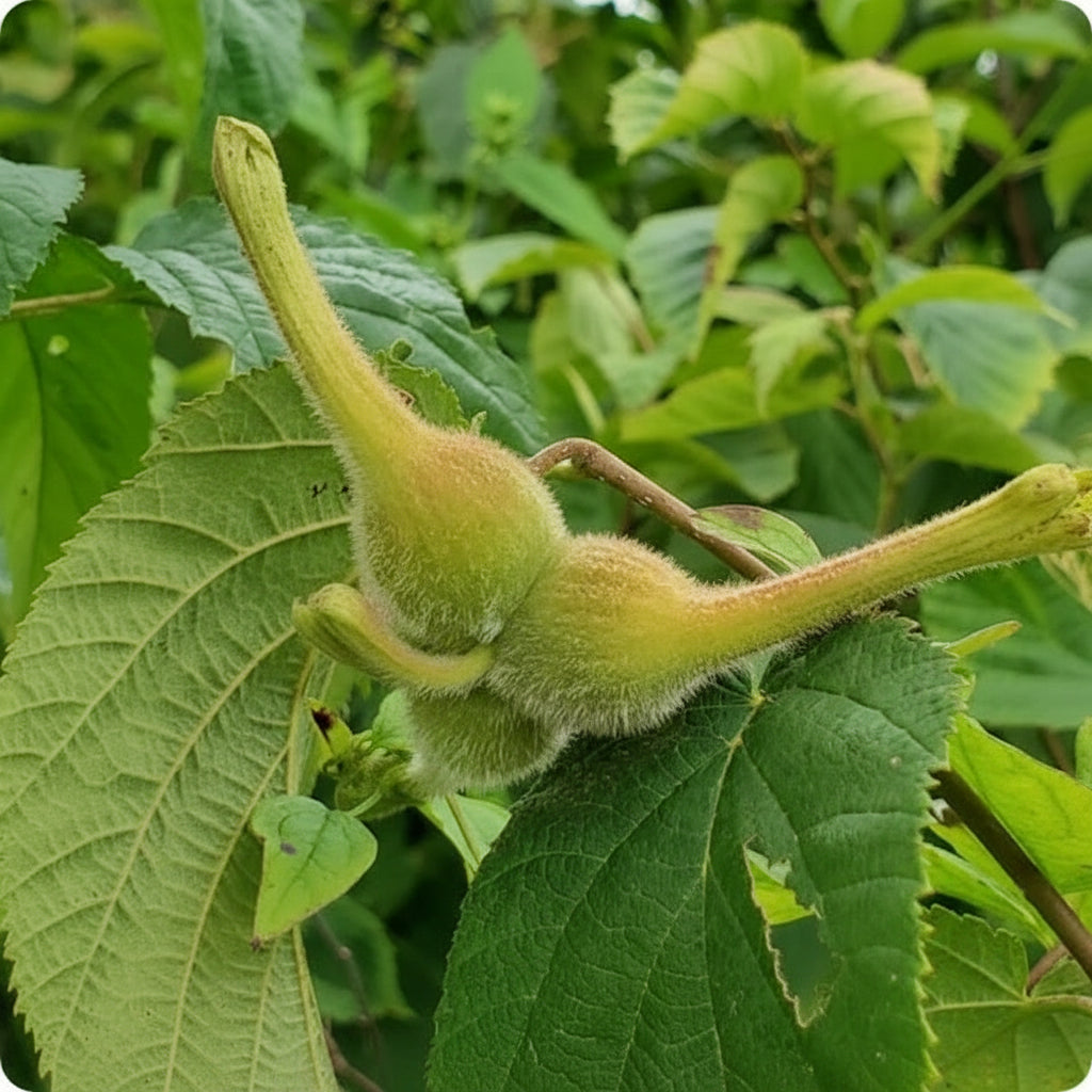 Beaked Hazelnut Seeds (Corylus cornuta) – Hardy Nut Tree Seeds for Gardening